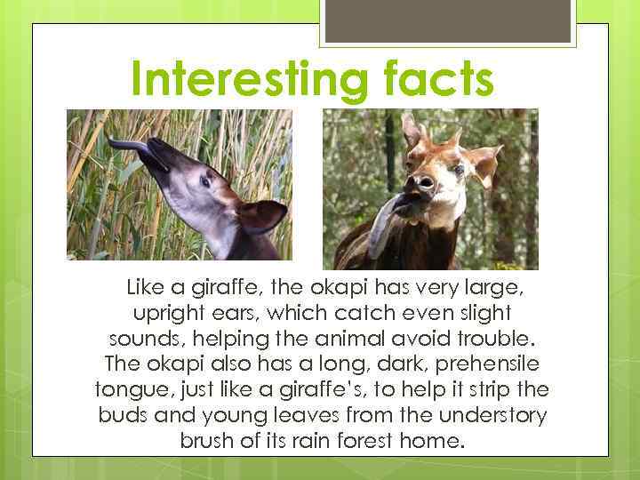Interesting facts Like a giraffe, the okapi has very large, upright ears, which catch
