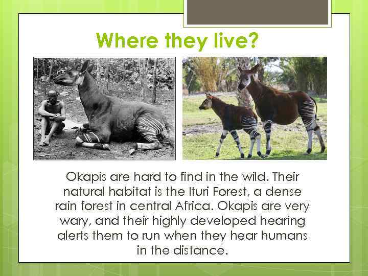 Where they live? Okapis are hard to find in the wild. Their natural habitat