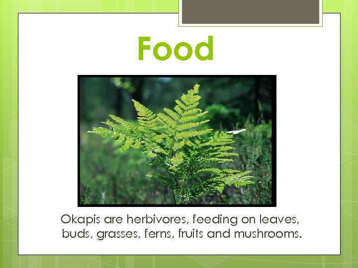 Food Okapis are herbivores, feeding on leaves, buds, grasses, ferns, fruits and mushrooms. 