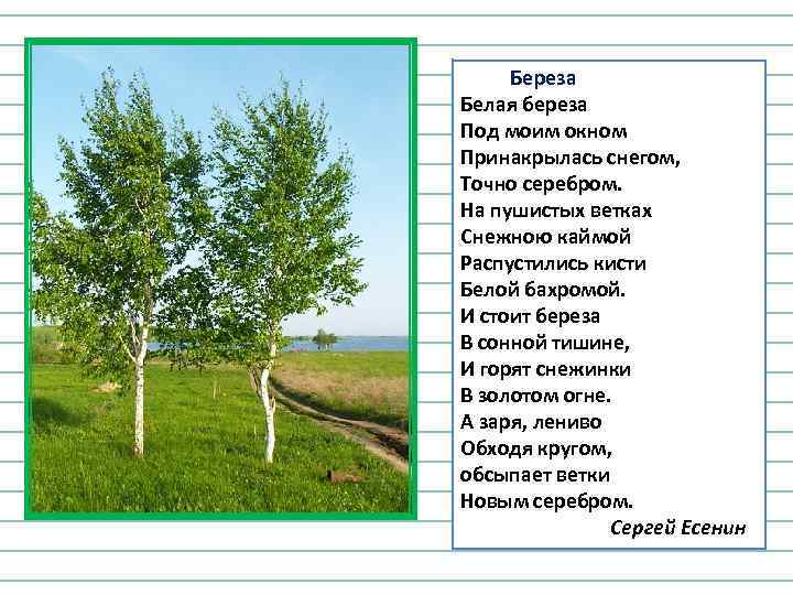 Береза Белая береза Под моим окном Принакрылась снегом, Точно серебром. На пушистых ветках Снежною