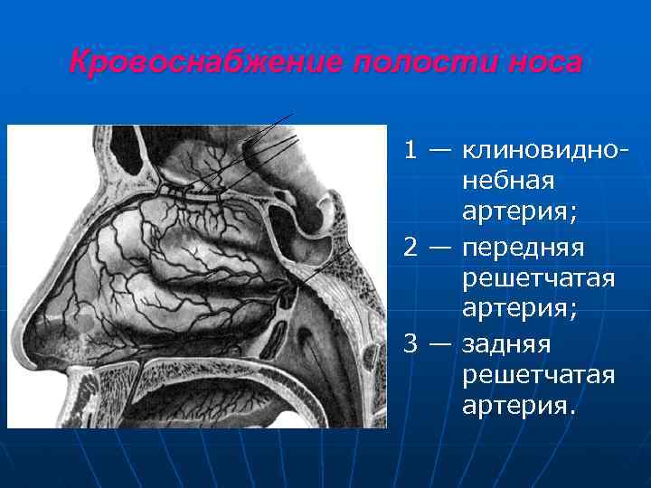 Кровоснабжение полости носа 1 — клиновиднонебная артерия; 2 — передняя решетчатая артерия; 3 —