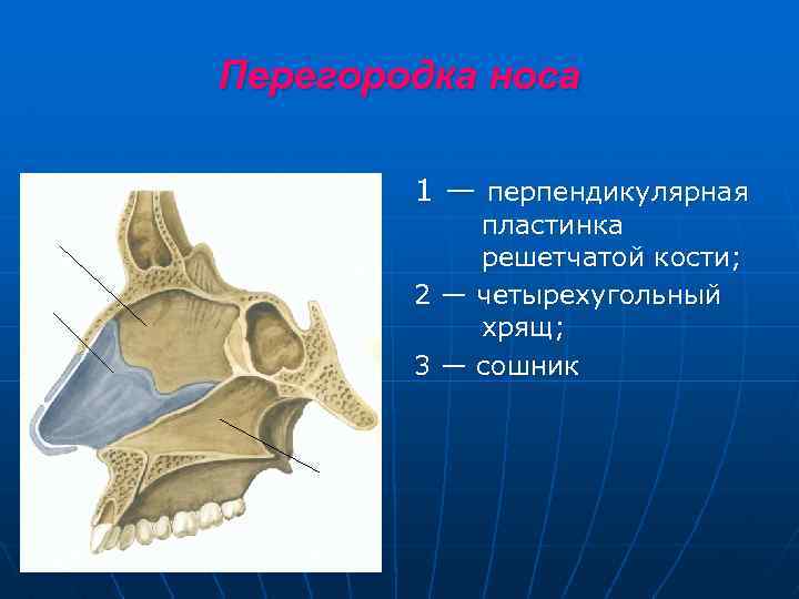 Перегородка носа 1 — перпендикулярная пластинка решетчатой кости; 2 — четырехугольный хрящ; 3 —