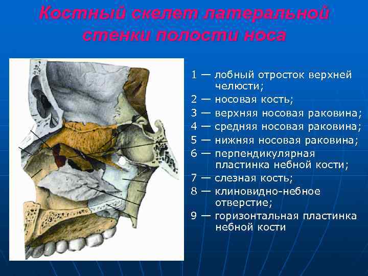 Костный скелет латеральной стенки полости носа 1 — лобный отросток верхней челюсти; 2 —