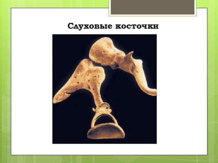 Слуховые косточки 