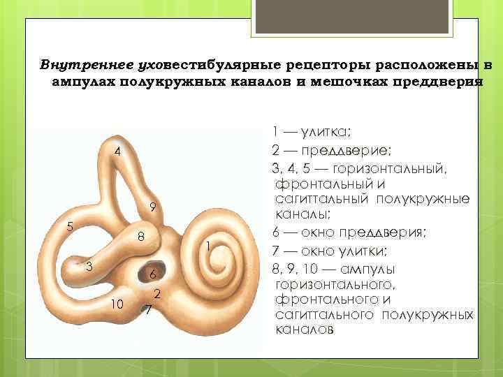 Внутреннее ухо: вестибулярные рецепторы расположены в ампулах полукружных каналов и мешочках преддверия 4 9