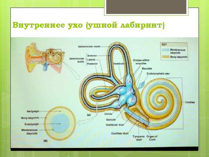 Внутреннее ухо (ушной лабиринт) 