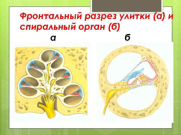 Фронтальный разрез улитки (а) и спиральный орган (б) а б 