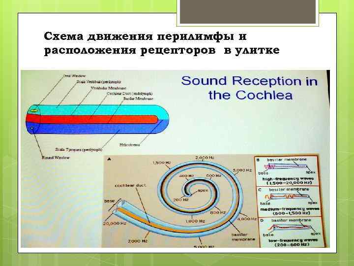 Схема движения перилимфы и расположения рецепторов в улитке 