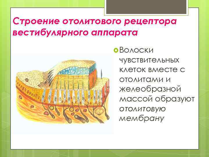 Строение отолитового рецептора вестибулярного аппарата Волоски чувствительных клеток вместе с отолитами и желеобразной массой