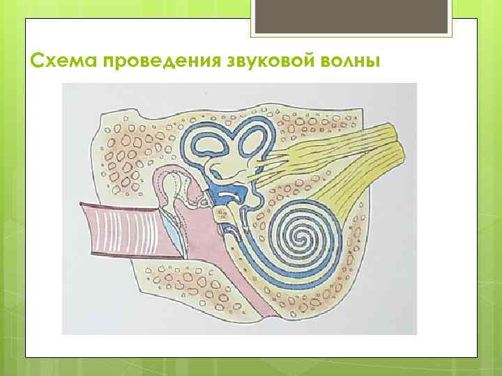 Схема проведения звуковой волны 