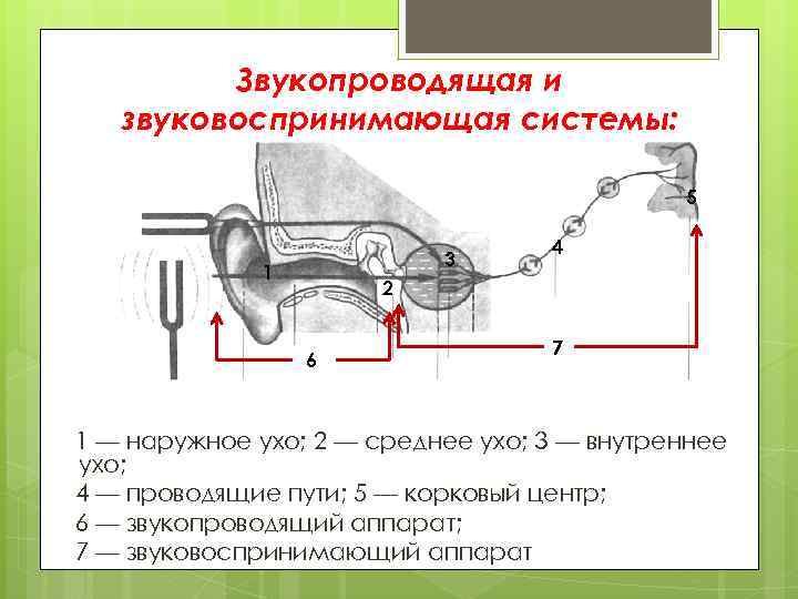 Звукопроводящая и звуковоспринимающая системы: 5 3 1 4 2 6 7 1 — наружное
