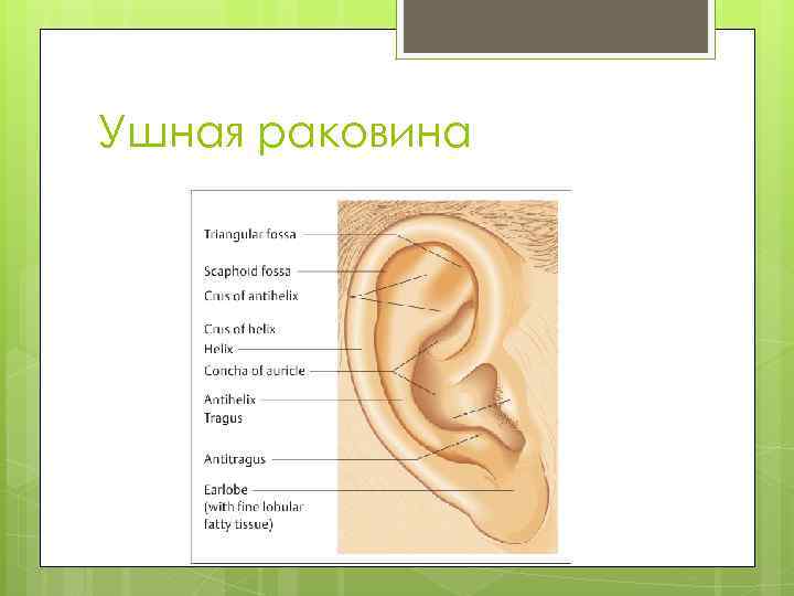 Ушная раковина 