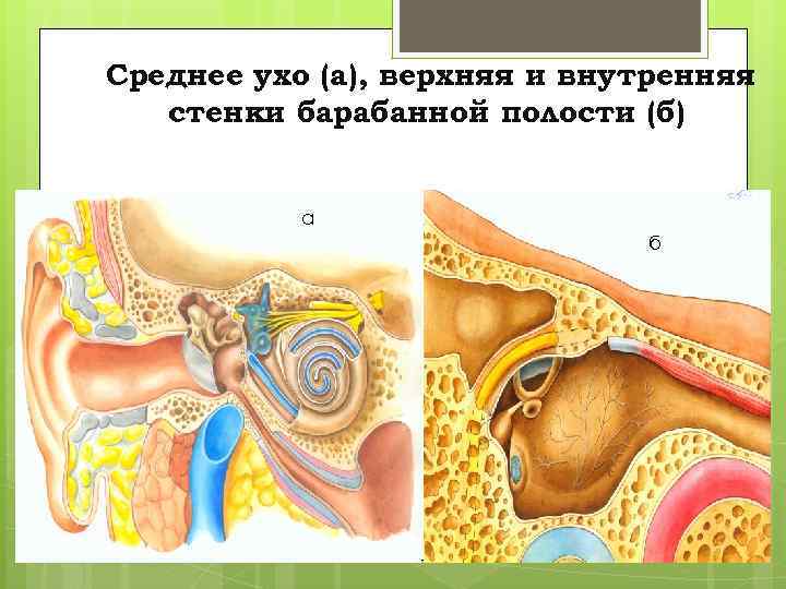Cреднее ухо (а), верхняя и внутренняя стенки барабанной полости (б) а б 