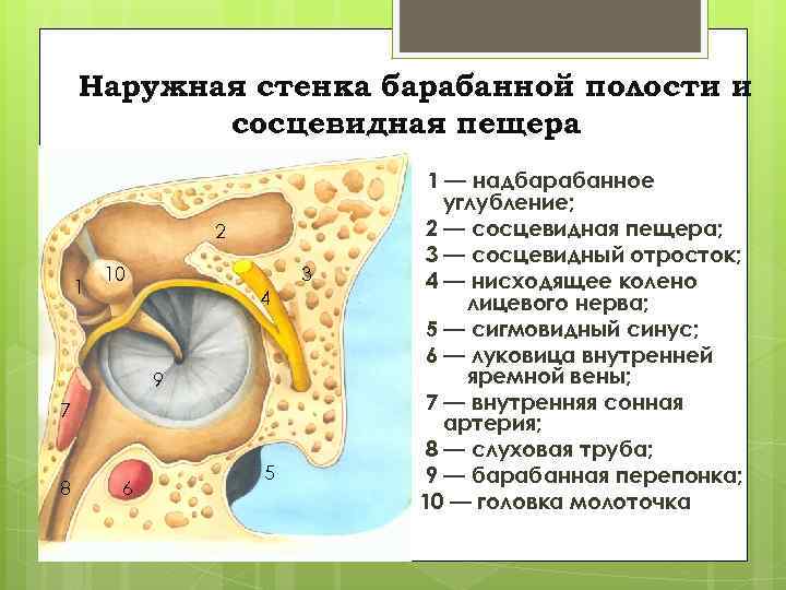 Наружная стенка барабанной полости и сосцевидная пещера 2 1 10 3 4 9 7