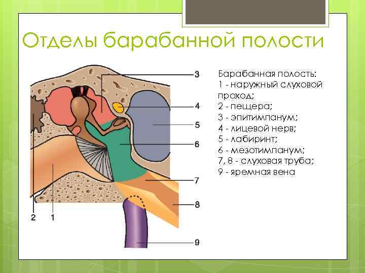Отделы барабанной полости Барабанная полость: 1 - наружный слуховой проход; 2 - пещера; 3