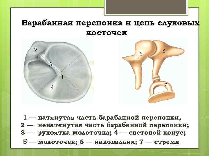 Барабанная перепонка и цепь слуховых косточек 2 5 6 3 1 4 1— 2—