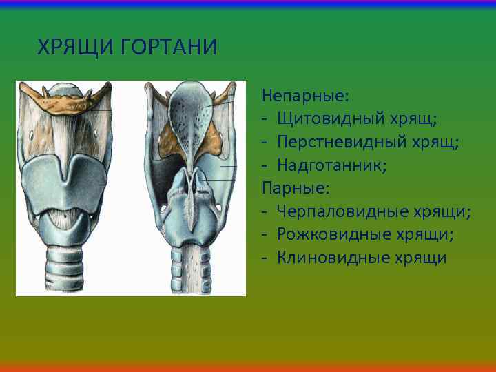 ХРЯЩИ ГОРТАНИ Непарные: - Щитовидный хрящ; - Перстневидный хрящ; - Надготанник; Парные: - Черпаловидные