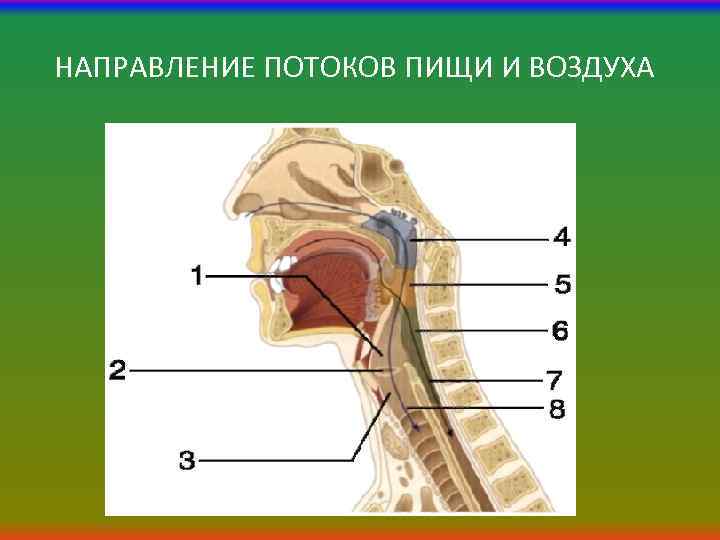 НАПРАВЛЕНИЕ ПОТОКОВ ПИЩИ И ВОЗДУХА 