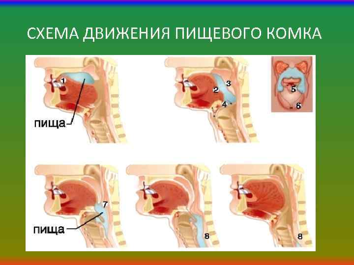 СХЕМА ДВИЖЕНИЯ ПИЩЕВОГО КОМКА 