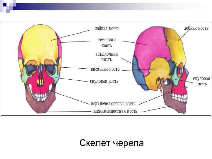 Скелет черепа 