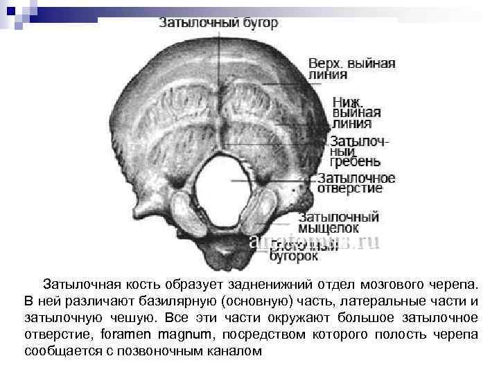 Выйная линия затылочной кости в картинках