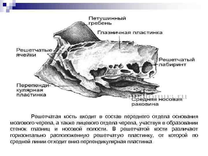  Решетчатая кость входит в состав переднего отдела основания мозгового черепа, а также лицевого