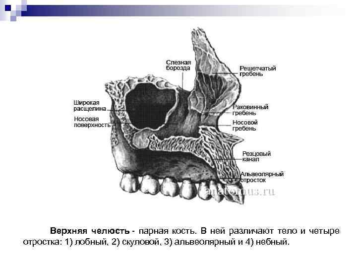 Альвеолярный гребень нижней. Скулоальвеолярный гребень верхней челюсти. Лобный отросток верхней челюсти анатомия.