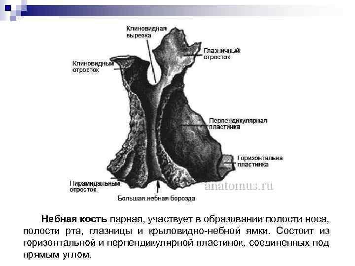 Небная кость