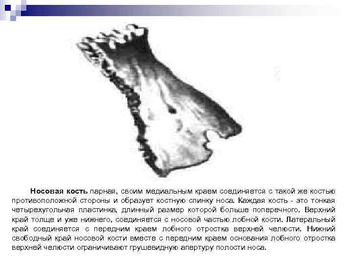 Носовая кость парная, своим медиальным краем соединяется с такой же костью противоположной стороны и