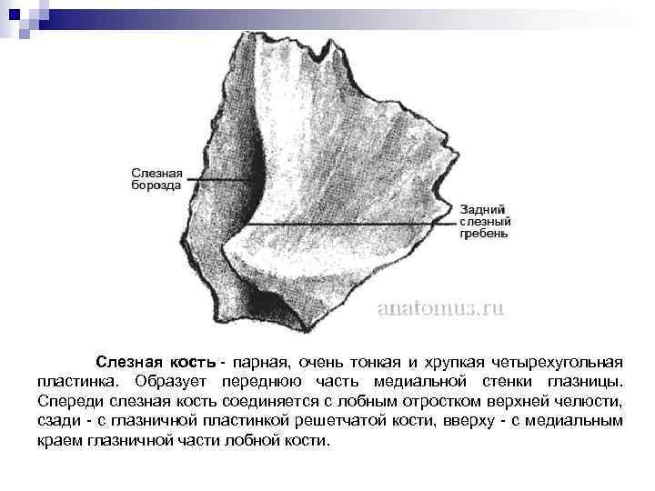 Слезная кость - парная, очень тонкая и хрупкая четырехугольная пластинка. Образует переднюю часть медиальной