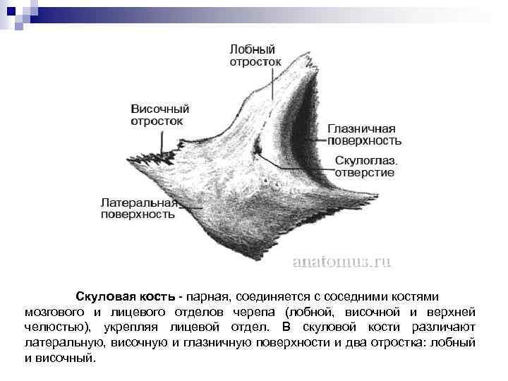 Анатомия скуловой кости. Скуловая кость, анатомические структуры.. Скуловая кость черепа анатомия. Скуловая кость анатомия строение. Поверхности скуловая кость анатомия.