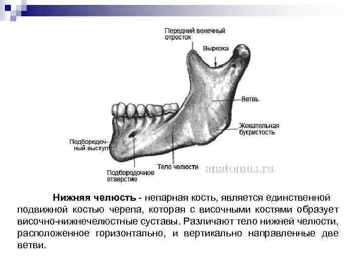 Альвеолярный отросток нижней челюсти