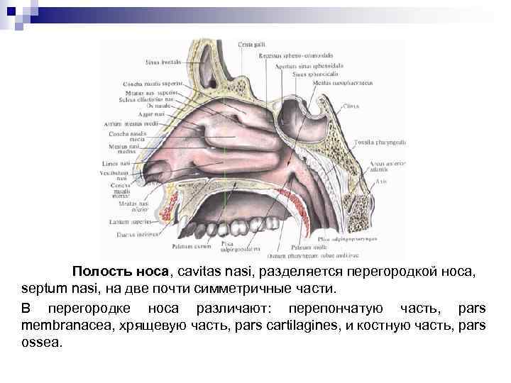 Костная стенка которая отделяет полость рта. Костная носовая полость анатомия. Костная перегородка носовой полости. Строение перегородки полости носа.