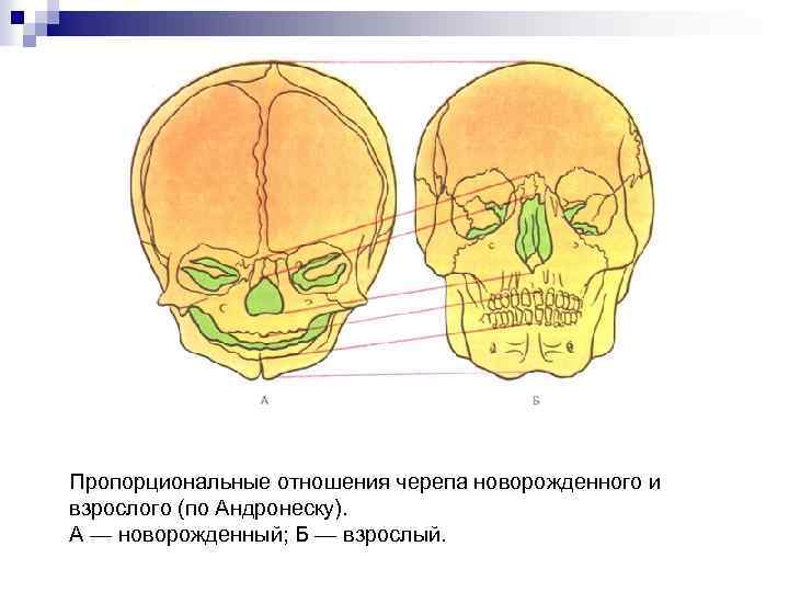 Пропорциональные отношения черепа новорожденного и взрослого (по Андронеску). А — новорожденный; Б — взрослый.