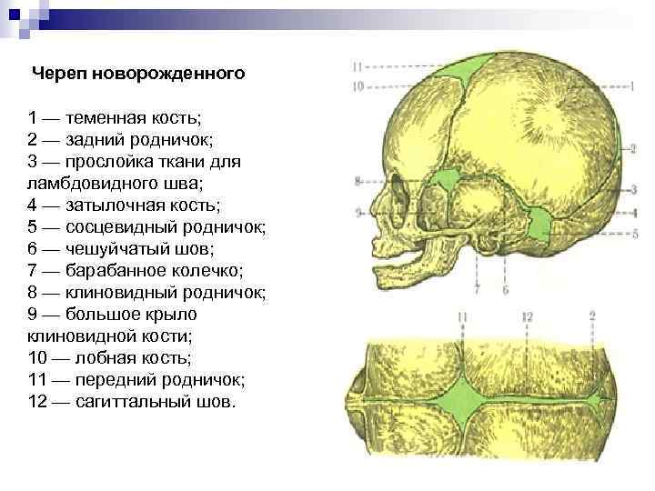 Теменная и затылочная кости тип соединения. Теменная кость черепа анатомия. Теменная кость черепа анатомия строение. Череп теменная кость атлас. Теменные кости черепа новорожденных.