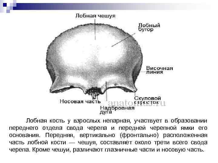 Непарной костью черепа является