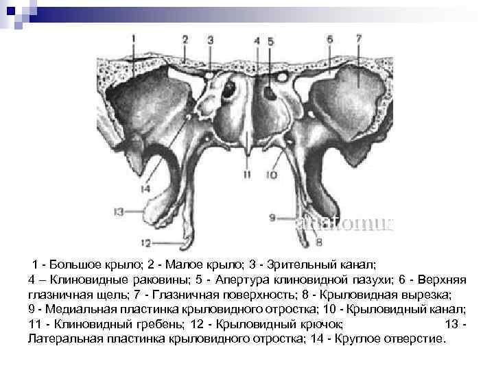  1 - Большое крыло; 2 - Малое крыло; 3 - Зрительный канал; 4