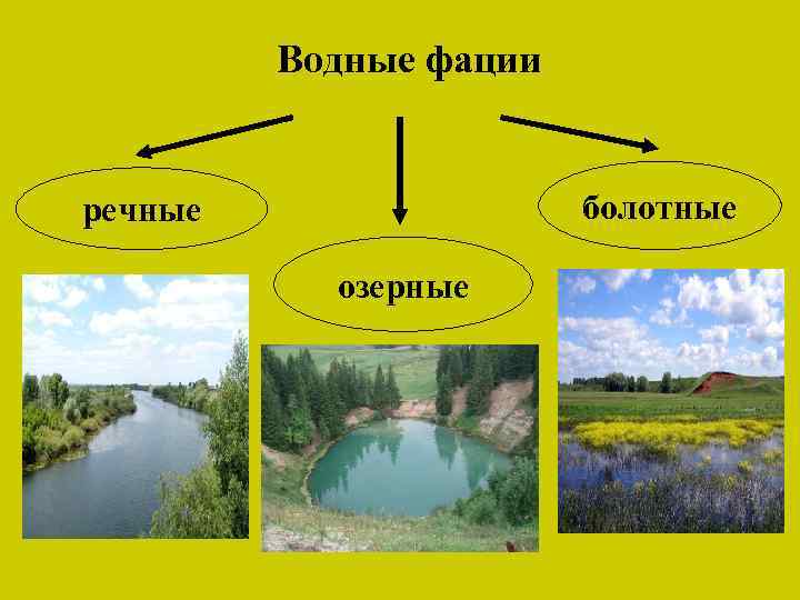 Водные фации болотные речные озерные 