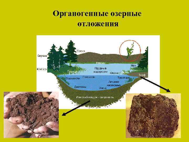 Органогенные озерные отложения 