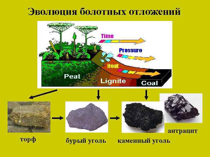 Эволюция болотных отложений торф бурый уголь антрацит каменный уголь 