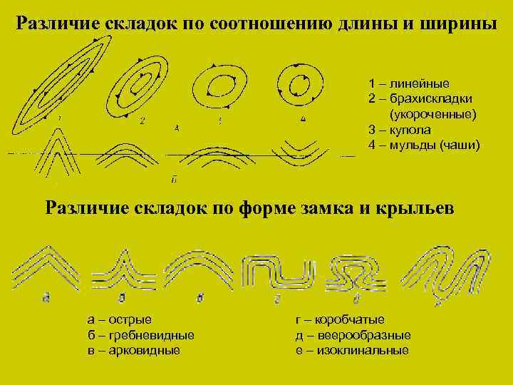 Различие складок по соотношению длины и ширины 1 – линейные 2 – брахискладки (укороченные)