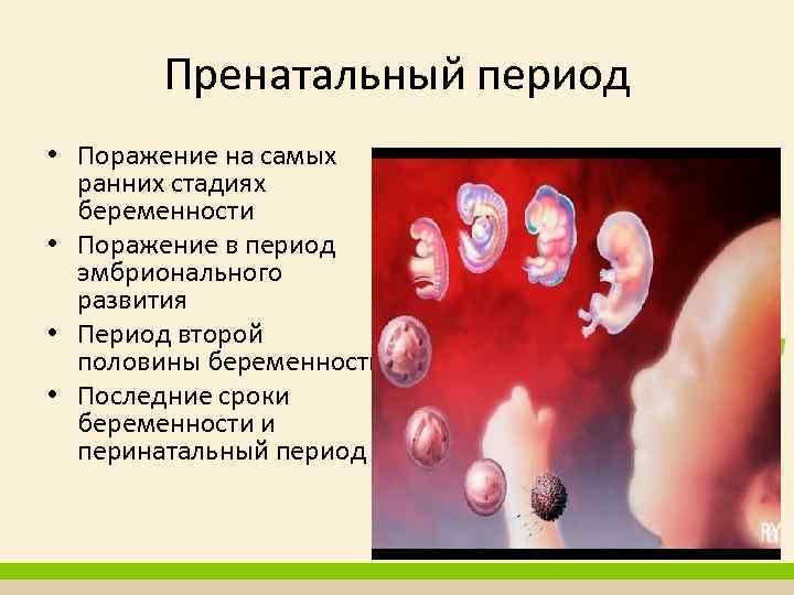 Пренатальный период • Поражение на самых ранних стадиях беременности • Поражение в период эмбрионального