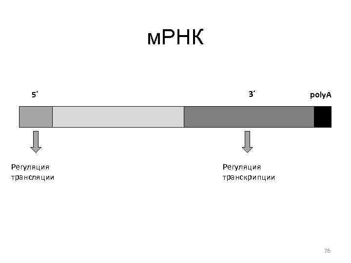 Мрнк. МРНК схема. МРНК как выглядит. Структура и функциональные участки МРНК. Процесс образования матричной РНК.