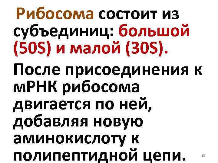 Рибосома состоит из субъединиц: большой (50 S) и малой (30 S). После присоединения к