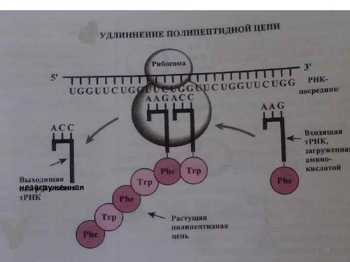 незагруженная 19 