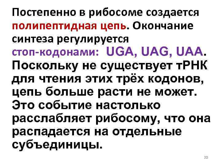 Постепенно в рибосоме создается полипептидная цепь. Окончание синтеза регулируется стоп-кодонами: UGA, UAG, UAA. Поскольку