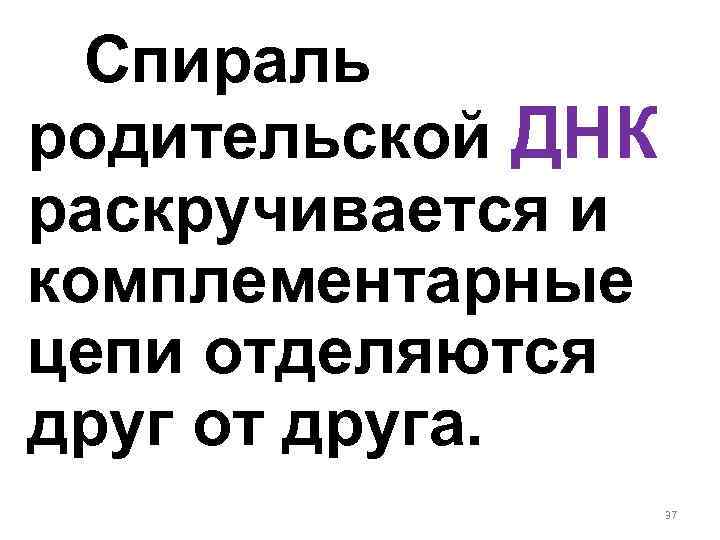 Спираль родительской ДНК раскручивается и комплементарные цепи отделяются друг от друга. 37 