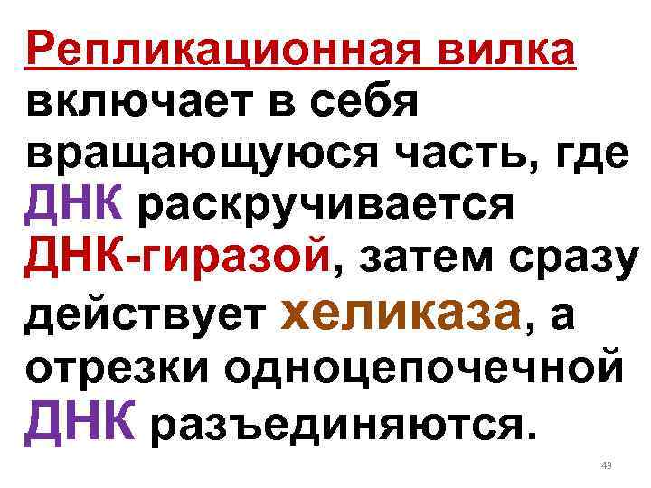 Репликационная вилка включает в себя вращающуюся часть, где ДНК раскручивается ДНК-гиразой, затем сразу действует