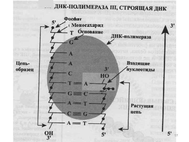 Моносахарид 57 
