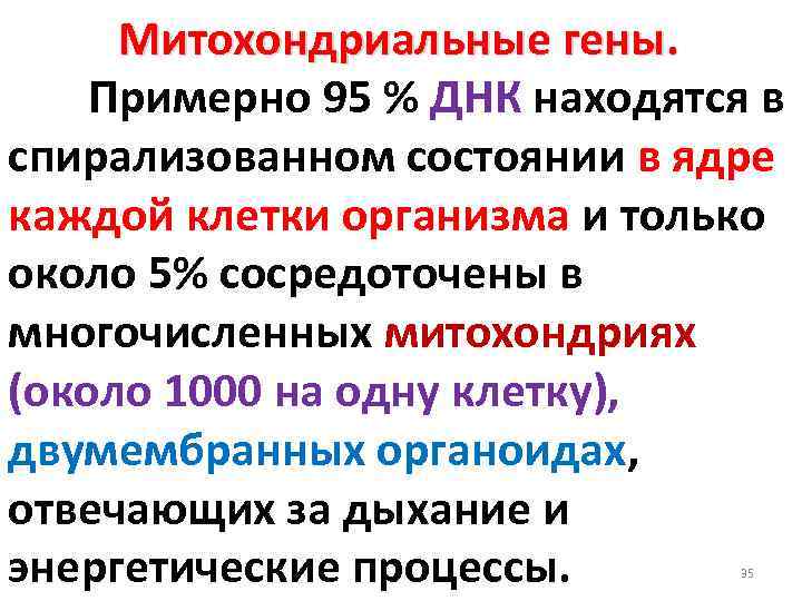 Митохондриальные гены. Примерно 95 % ДНК находятся в спирализованном состоянии в ядре каждой клетки